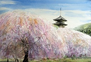 仁和寺・お室桜